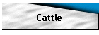 Cattle